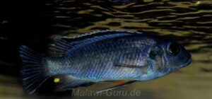 Petrotilapia pyroscelos 'Chizumulu Island'